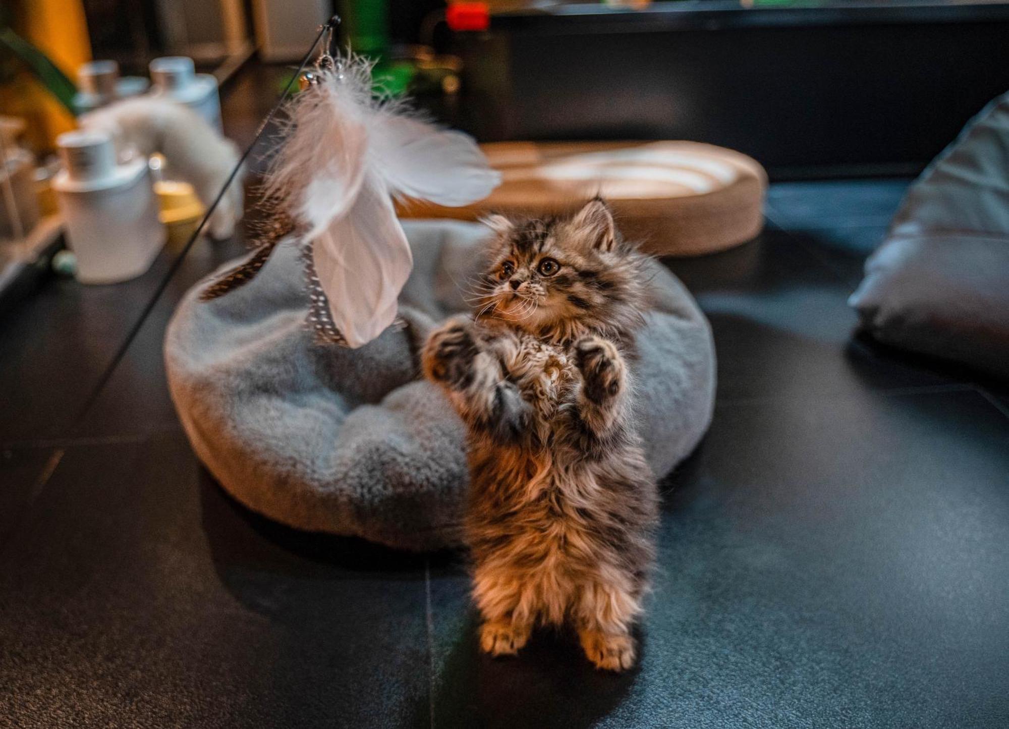 Hesu Designer Hotel & Suites -Near Xi'An Drum Tower And Yongning Gate -Free Laundry Luggage Storage -Kitty Cafe With Freshly Ground Coffee -24H Front Desk -English Service Exteriör bild