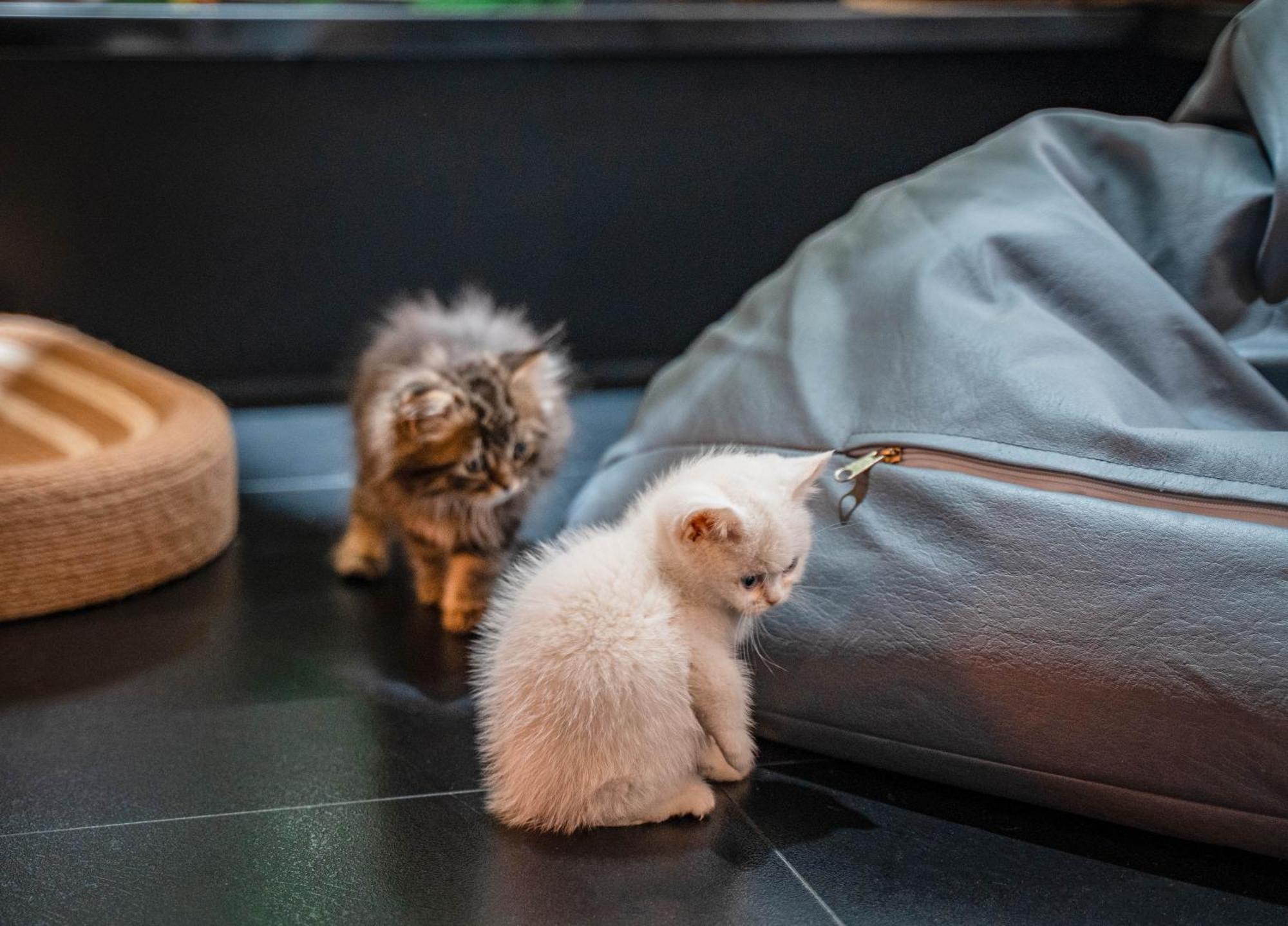 Hesu Designer Hotel & Suites -Near Xi'An Drum Tower And Yongning Gate -Free Laundry Luggage Storage -Kitty Cafe With Freshly Ground Coffee -24H Front Desk -English Service Exteriör bild
